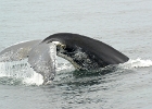CapeCodb (1)  Cape Cod whale